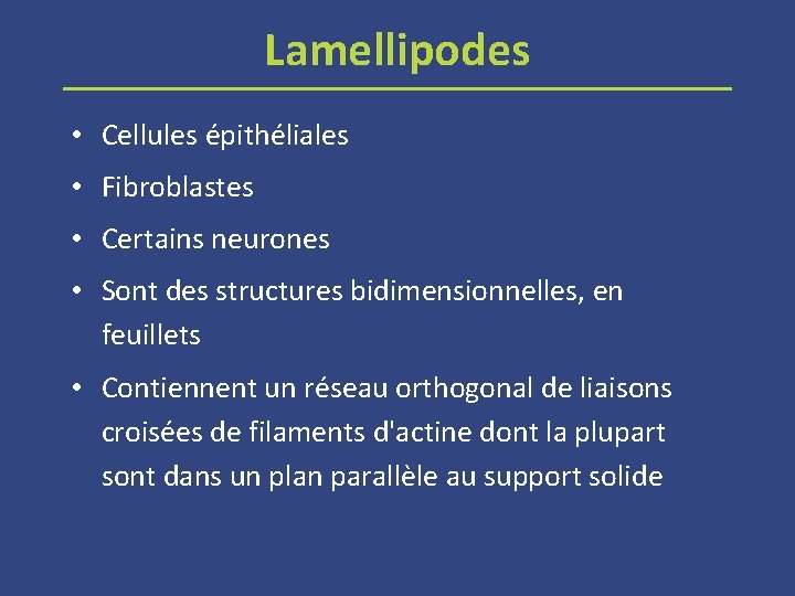 Lamellipodes • Cellules épithéliales • Fibroblastes • Certains neurones • Sont des structures bidimensionnelles,