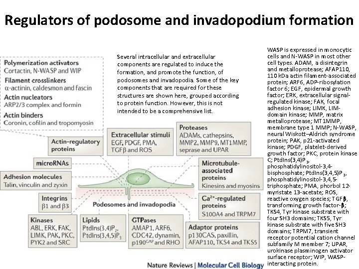 Regulators of podosome and invadopodium formation Several intracellular and extracellular components are regulated to