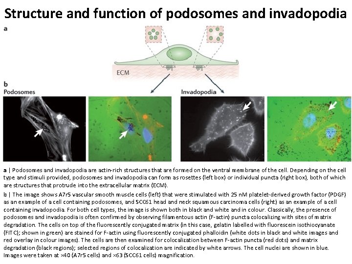 Structure and function of podosomes and invadopodia a | Podosomes and invadopodia are actin