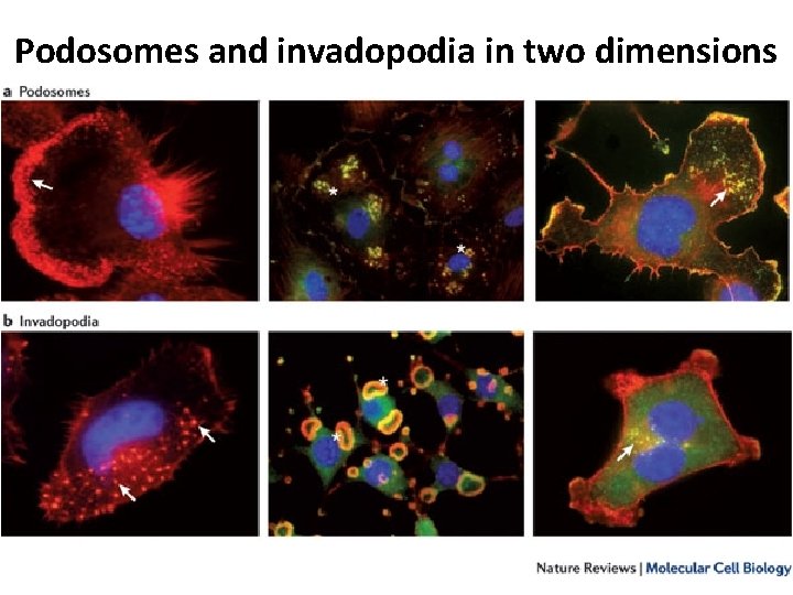 Podosomes and invadopodia in two dimensions 