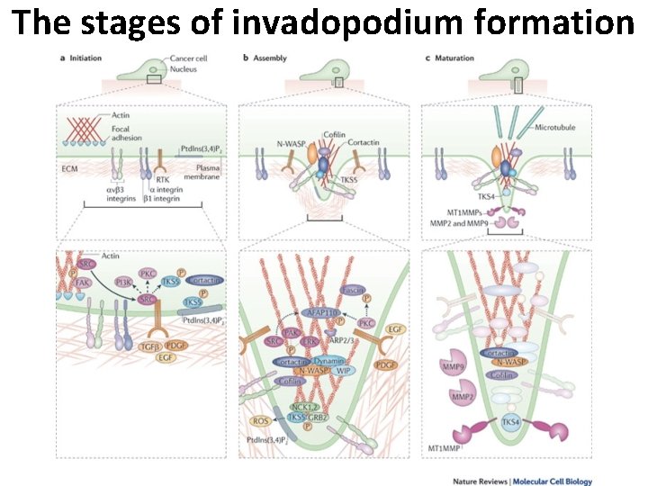 The stages of invadopodium formation 