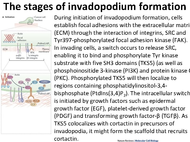 The stages of invadopodium formation During initiation of invadopodium formation, cells establish focal adhesions