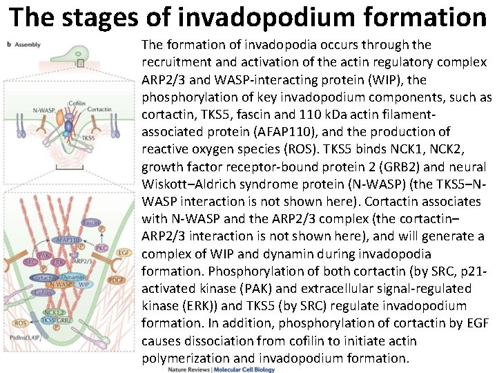 The stages of invadopodium formation The formation of invadopodia occurs through the recruitment and