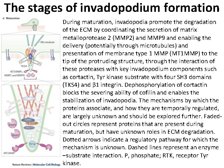 The stages of invadopodium formation During maturation, invadopodia promote the degradation of the ECM