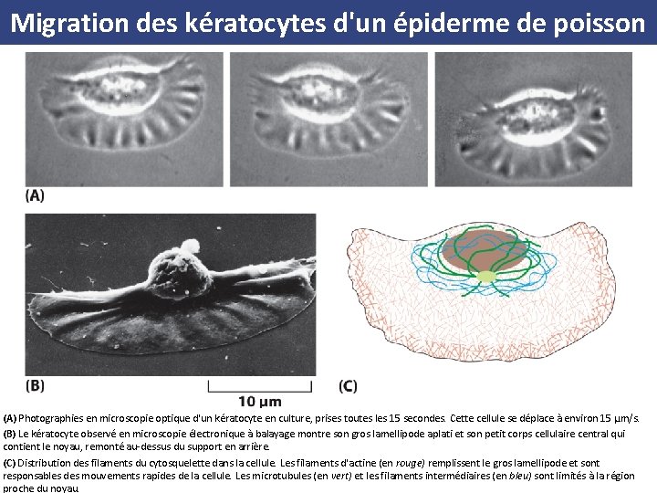 Migration des kératocytes d'un épiderme de poisson (A) Photographies en microscopie optique d'un kératocyte