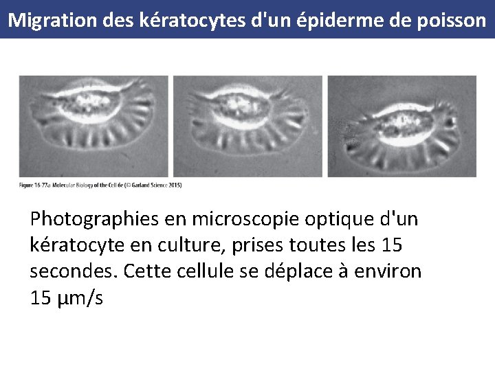 Migration des kératocytes d'un épiderme de poisson Photographies en microscopie optique d'un kératocyte en