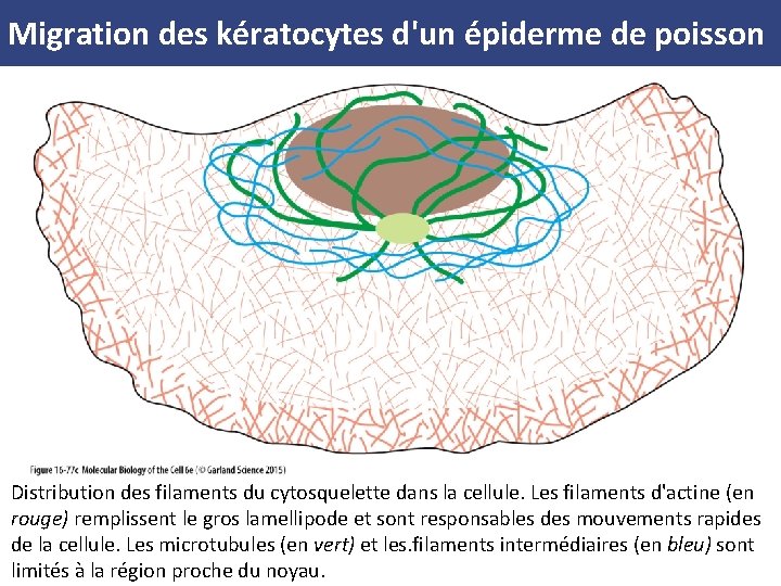 Migration des kératocytes d'un épiderme de poisson Distribution des filaments du cytosquelette dans la