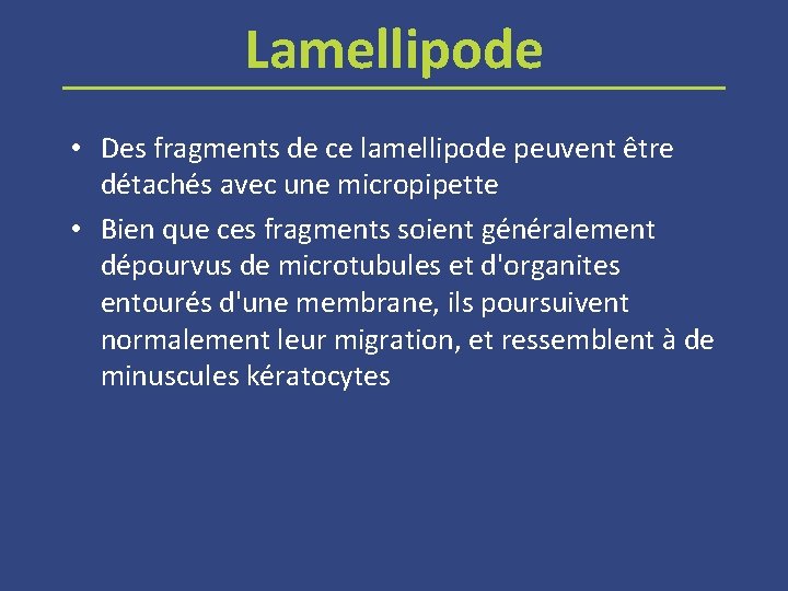 Lamellipode • Des fragments de ce lamellipode peuvent être détachés avec une micropipette •