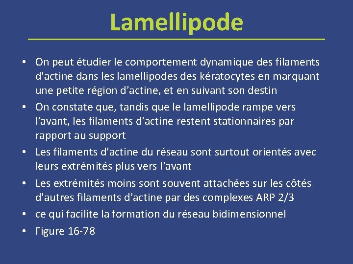 Lamellipode • On peut étudier le comportement dynamique des filaments d'actine dans les lamellipodes