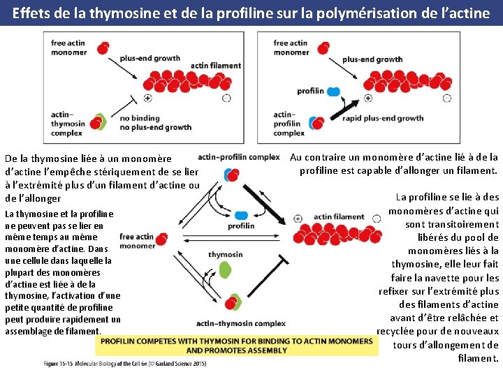 Effets de la thymosine et de la profiline sur la polymérisation de l’actine De