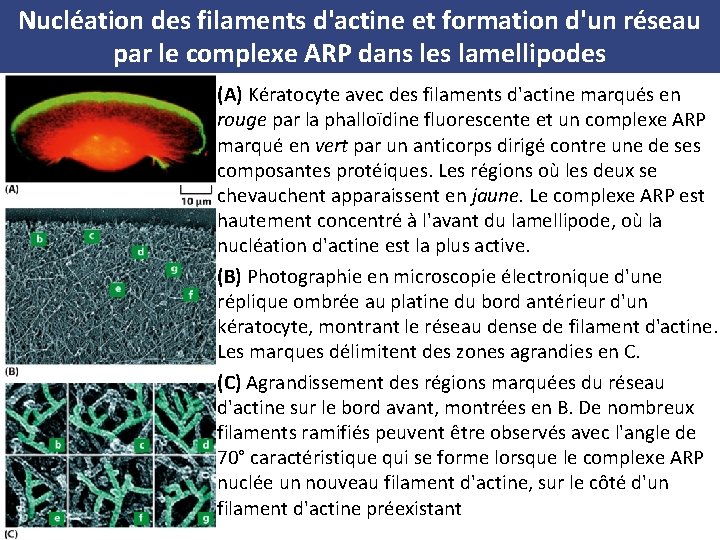 Nucléation des filaments d'actine et formation d'un réseau par le complexe ARP dans les