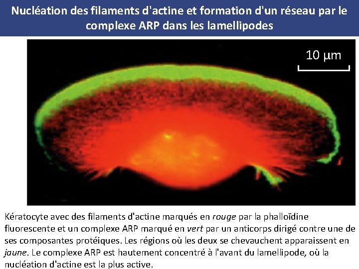 Nucléation des filaments d'actine et formation d'un réseau par le complexe ARP dans les