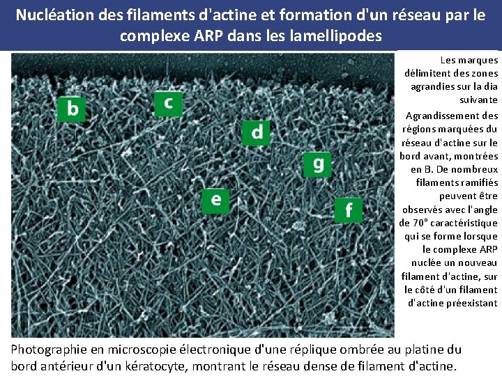 Nucléation des filaments d'actine et formation d'un réseau par le complexe ARP dans les