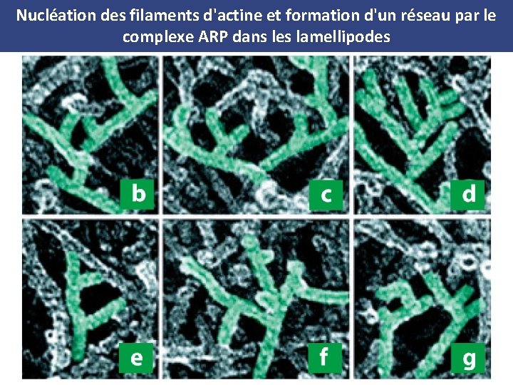 Nucléation des filaments d'actine et formation d'un réseau par le complexe ARP dans les