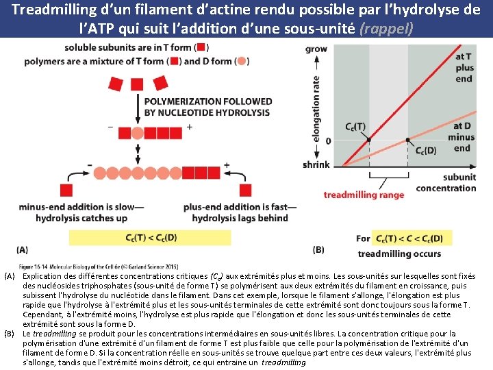 Treadmilling d’un filament d’actine rendu possible par l’hydrolyse de l’ATP qui suit l’addition d’une