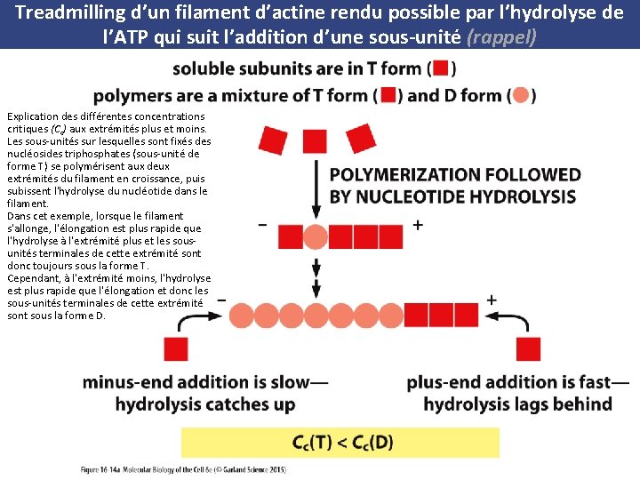 Treadmilling d’un filament d’actine rendu possible par l’hydrolyse de l’ATP qui suit l’addition d’une