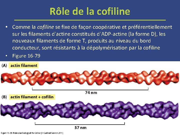 Rôle de la cofiline • Comme la cofiline se fixe de façon coopérative et