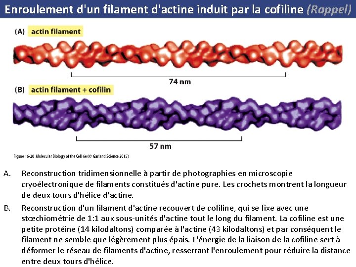 Enroulement d'un filament d'actine induit par la cofiline (Rappel) A. B. Reconstruction tridimensionnelle à