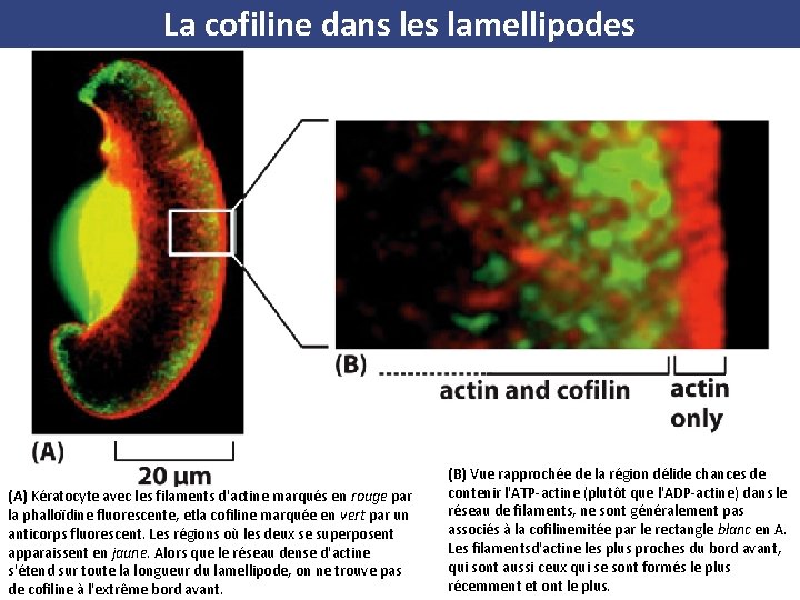 La cofiline dans les lamellipodes (A) Kératocyte avec les filaments d'actine marqués en rouge