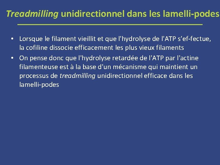 Treadmilling unidirectionnel dans les lamelli podes • Lorsque le filament vieillit et que l'hydrolyse