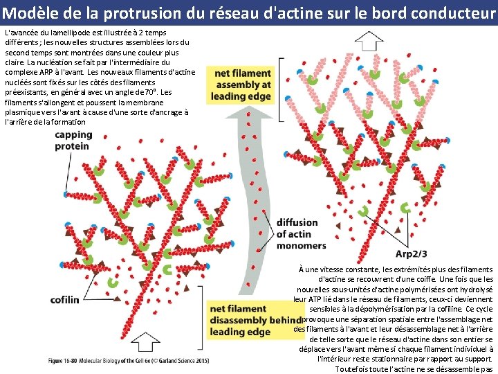 Modèle de la protrusion du réseau d'actine sur le bord conducteur L'avancée du lamellipode