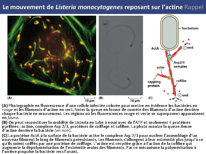 Le mouvement de Listeria monocytogenes reposant sur l’actine Rappel (A) Photographie en fluorescence d’une