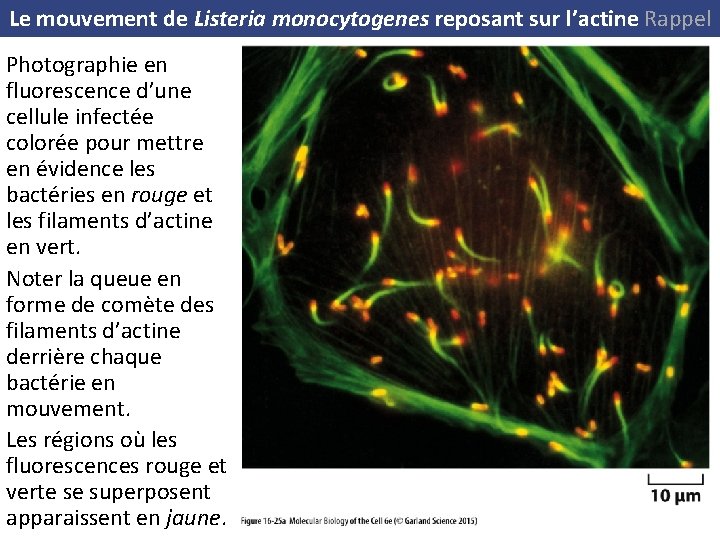 Le mouvement de Listeria monocytogenes reposant sur l’actine Rappel Photographie en fluorescence d’une cellule