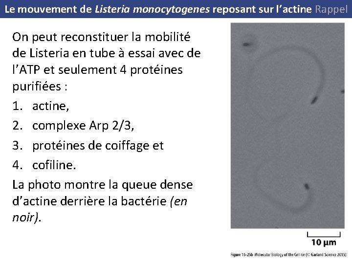 Le mouvement de Listeria monocytogenes reposant sur l’actine Rappel On peut reconstituer la mobilité