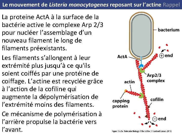 Le mouvement de Listeria monocytogenes reposant sur l’actine Rappel La proteine Act. A à