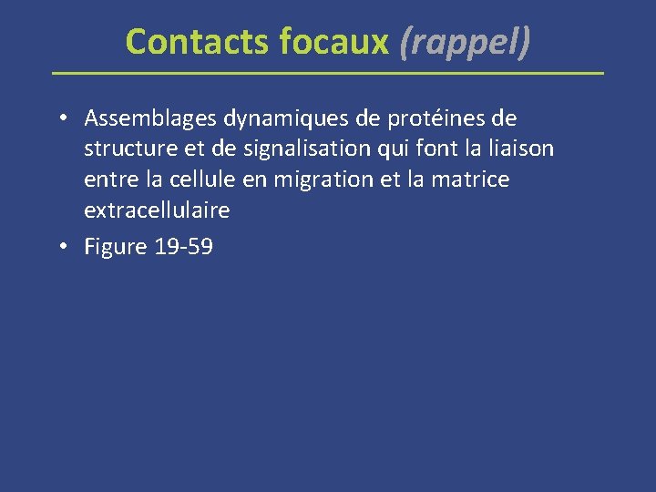 Contacts focaux (rappel) • Assemblages dynamiques de protéines de structure et de signalisation qui