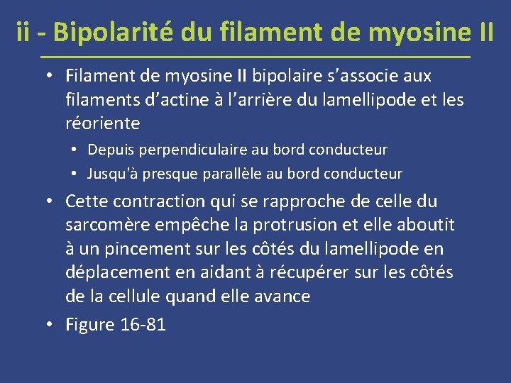 ii Bipolarité du filament de myosine II • Filament de myosine II bipolaire s’associe