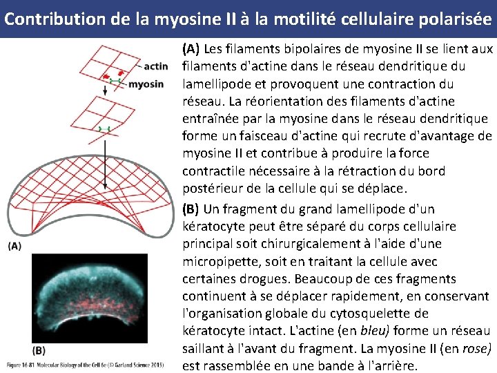 Contribution de la myosine II à la motilité cellulaire polarisée (A) Les filaments bipolaires