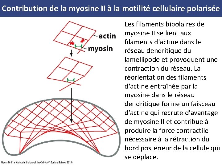 Contribution de la myosine II à la motilité cellulaire polarisée Les filaments bipolaires de