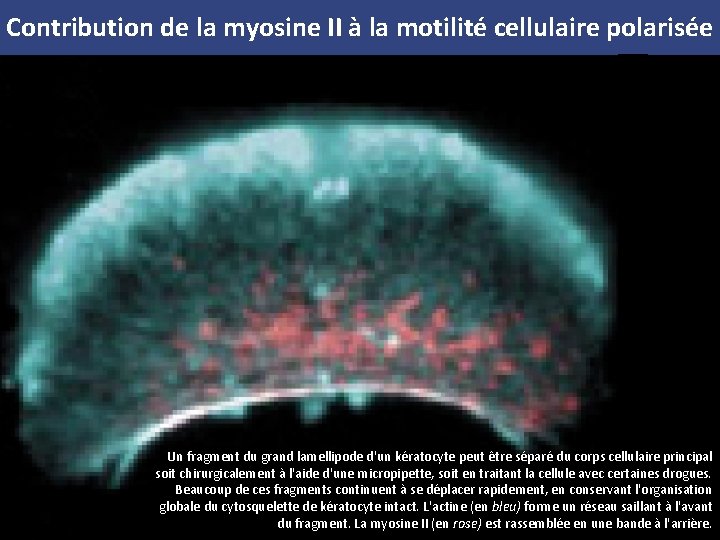 Contribution de la myosine II à la motilité cellulaire polarisée Un fragment du grand