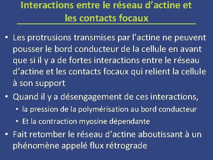 Interactions entre le réseau d’actine et les contacts focaux • Les protrusions transmises par