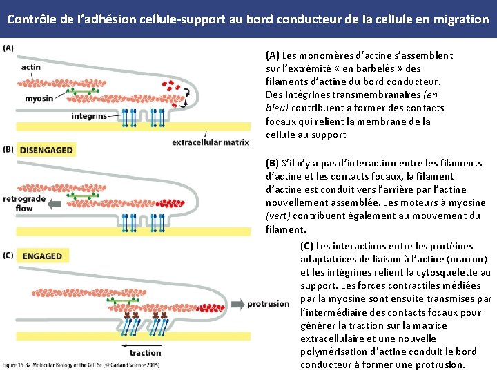 Contrôle de l’adhésion cellule support au bord conducteur de la cellule en migration (A)