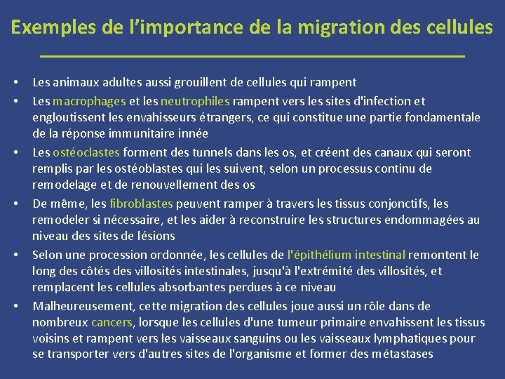 Exemples de l’importance de la migration des cellules • • • Les animaux adultes