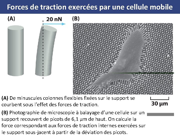 Forces de traction exercées par une cellule mobile (A) De minuscules colonnes flexibles fixées