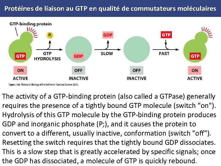 Protéines de liaison au GTP en qualité de commutateurs moléculaires The activity of a