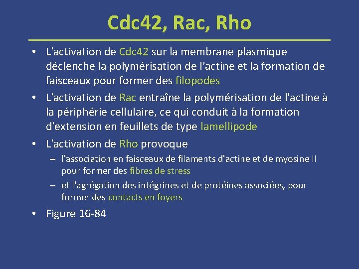 Cdc 42, Rac, Rho • L'activation de Cdc 42 sur la membrane plasmique déclenche