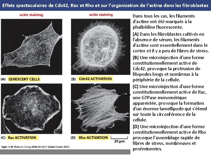 Effets spectaculaires de Cdc 42, Rac et Rho et sur l'organisation de l'actine dans