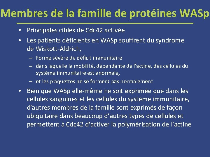 Membres de la famille de protéines WASp • Principales cibles de Cdc 42 activée