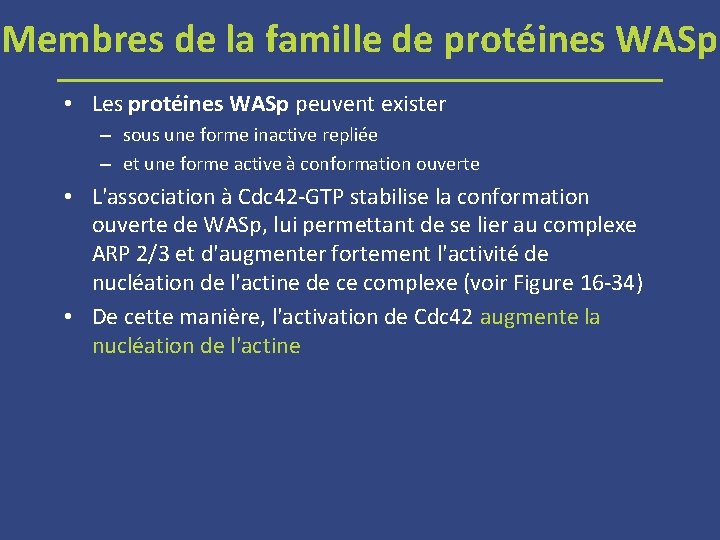 Membres de la famille de protéines WASp • Les protéines WASp peuvent exister –