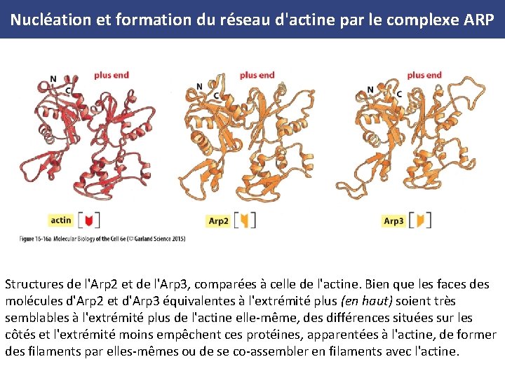 Nucléation et formation du réseau d'actine par le complexe ARP Structures de l'Arp 2