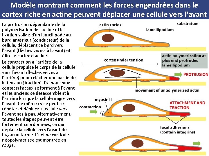 Modèle montrant comment les forces engendrées dans le cortex riche en actine peuvent déplacer