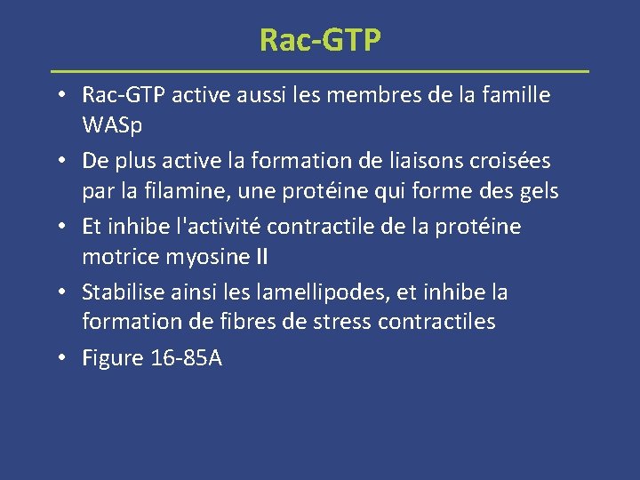 Rac GTP • Rac GTP active aussi les membres de la famille WASp •