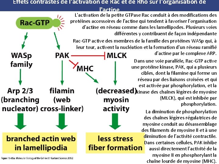 Effets contrastés de l'activation de Rac et de Rho sur l'organisation de l'actine L'activation