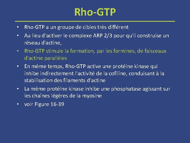 Rho GTP • Rho GTP a un groupe de cibles très différent • Au