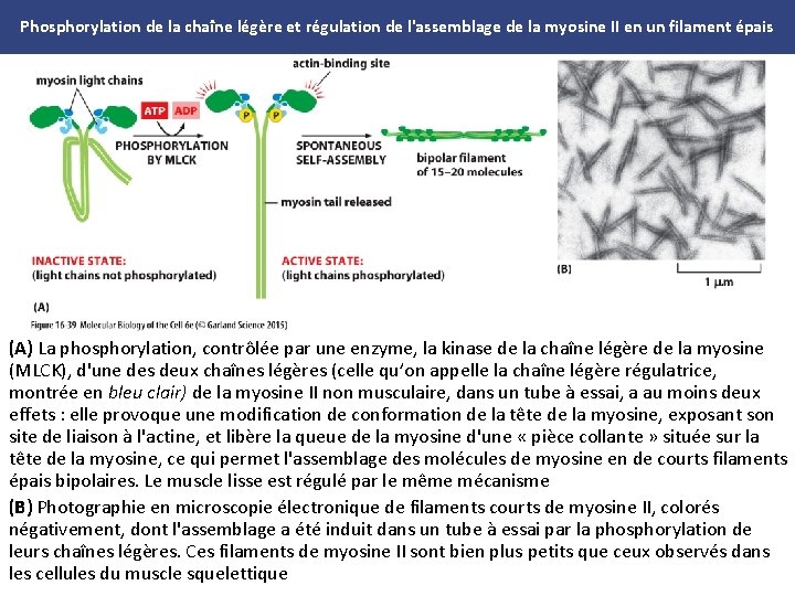 Phosphorylation de la chaîne légère et régulation de l'assemblage de la myosine II en