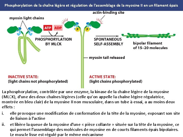 Phosphorylation de la chaîne légère et régulation de l'assemblage de la myosine II en